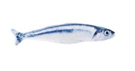 FERRIBIELLA GIOCO PER GATTI SARDINA